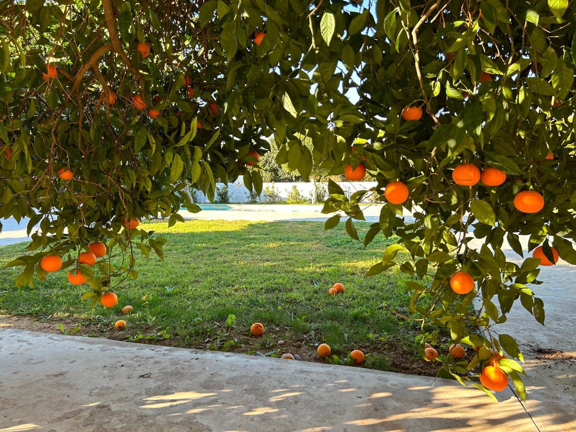 The Orange Garden Apartment Nafplio Exterior photo
